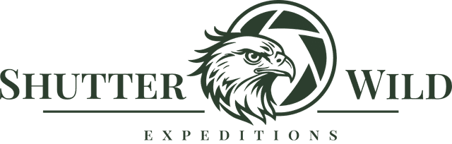 Shutter Wild