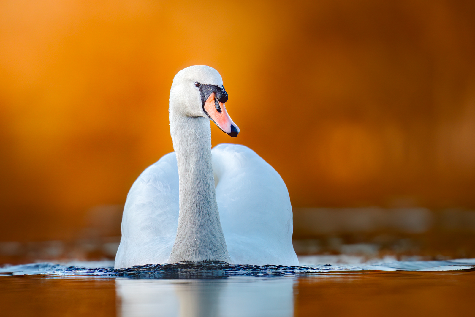 Grace on the Water